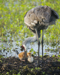 Just hatched, Sandhill Crane first colt with food in beak, G... by Danita Delimont