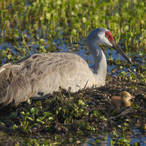 Just hatched, Sandhill Crane on nest with first colt, Grus c... by Danita Delimont