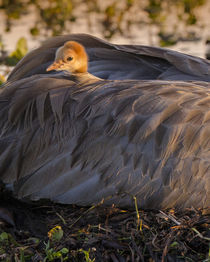 Sandhill Crane on nest with baby on back, Grus canadensis, Florida by Danita Delimont