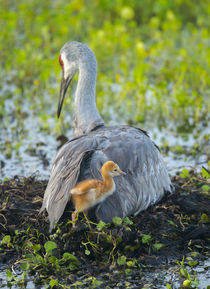 Sandhill Crane on nest with colt under wing, Grus canadensis, Florida by Danita Delimont