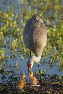 Sandhill Crane with both colts, Grus canadensis, Florida by Danita Delimont