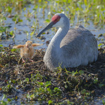 Wild Sandhill Crane feeding first colt a dragonfly, Grus can... by Danita Delimont