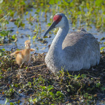 Wild Sandhill Crane feeding first colt a dragonfly, Grus can... by Danita Delimont