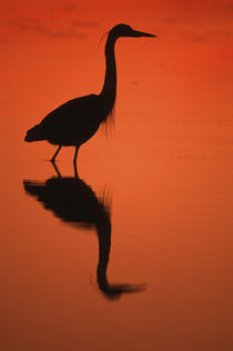 Great Blue Heron at sunset, J von Danita Delimont