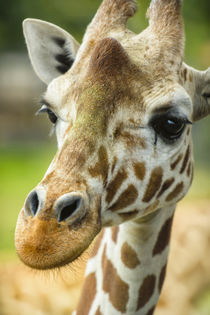 Close-up of a reticulated giraffe at the Jacksonville Zoo. von Danita Delimont