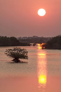 Sunrise, mangroves and water, Merritt Island National Wildli... by Danita Delimont