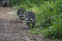 Two raccoons walking by Danita Delimont