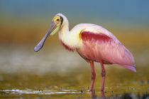 Roseate Spoonbill wading in the water, Florida, USA by Danita Delimont