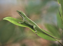 Green anole, Florida, summer by Danita Delimont