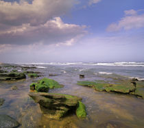 The Rocks Beach at Washington Oaks Gardens, Florida, USA by Danita Delimont
