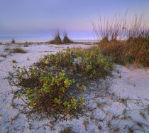 Bowman's Beach, Sanibel Island, Florida, USA by Danita Delimont