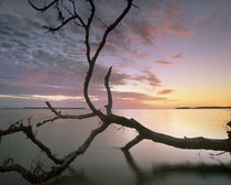Flamingo Bay, Everglades National Park, Florida, USA von Danita Delimont