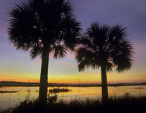 Sabal palms at Saint Marks National Wildlife Refuge, Florida, USA von Danita Delimont