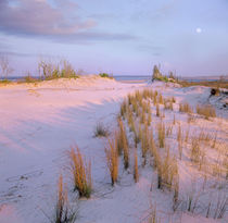 Moon over Little Talbot Island State Park, Florida, USA by Danita Delimont