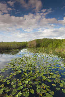 USA, Florida, Everglades National Park, swamp view from The ... by Danita Delimont