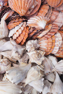 USA, Florida, Florida Keys, Key West, seashells. by Danita Delimont
