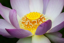 USA, Georgia, Savannah, Close-up of a lotus blooming. by Danita Delimont