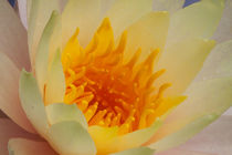 USA, Georgia, Savannah, Close-up of a water lily. by Danita Delimont
