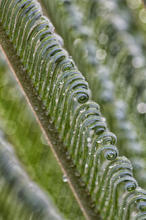 USA, Georgia, Savannah, Close-up of new fronds on a sago palm. by Danita Delimont
