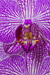 USA, Georgia, Savannah, Close-up of orchid. by Danita Delimont