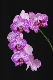 USA, Georgia, Savannah, cluster of orchids. von Danita Delimont