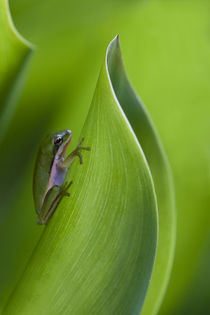 USA, Georgia, Savannah, Tiny frog on a leaf. by Danita Delimont