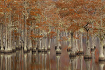 USA, Georgia, Cypress swamp with fall reflections. by Danita Delimont