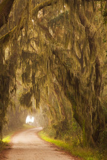 USA, Georgia, Moss draped trees along Laurel Hill Drive in t... by Danita Delimont