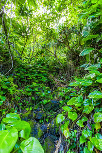 Greenery along the Kalalau Trail on the Na Pali coast of Kauai by Danita Delimont