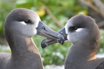 Black-footed Albatross courting von Danita Delimont