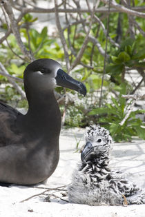 Black-footed Albatross with chick by Danita Delimont