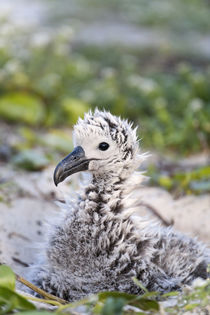 Black-footed Albatross chick by Danita Delimont