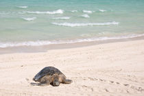 Hawaiian Green Turtle resting on beach by Danita Delimont