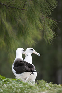 Laysan Albatross couple by Danita Delimont