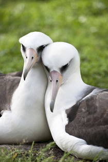 Laysan Albatross courting von Danita Delimont