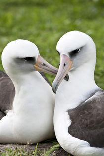 Laysan Albatross courting by Danita Delimont