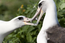 Laysan Albatross courting by Danita Delimont