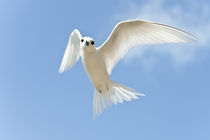White Tern in flight by Danita Delimont