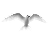White Tern in flight by Danita Delimont