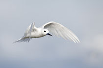 White Tern in flight von Danita Delimont