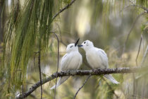 White Terns courting by Danita Delimont