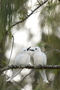 White Terns courting by Danita Delimont