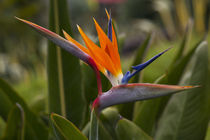 Bird of Paradise, Kula Botanical Garden, Upcountry, Maui, Hawaii von Danita Delimont