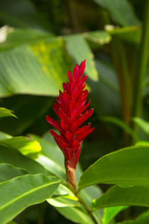 Red ginger flower, Waipio Valley, Hamakua Coast, Big Island, Hawaii by Danita Delimont