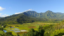 pan, Hanalei Valley Lookout, Taro fields, Kauai, Hawaii von Danita Delimont