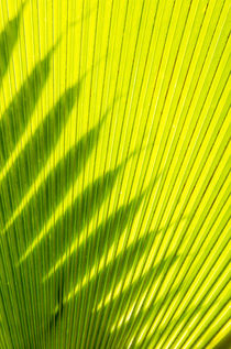 Palm frond in Na `Aina Kai Botanical Gardens and Sculpture P... by Danita Delimont
