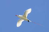 Red-tailed Tropicbird Kilauea Point National Wildlife Refuge... by Danita Delimont