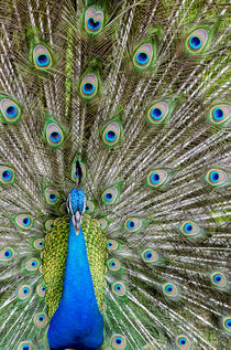 Indian peacock, Waimea Valley Audubon Park, North Shore, Oahu, Hawaii. von Danita Delimont