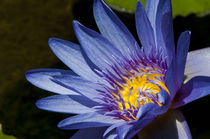 Water lily in Na Aina Kai Botanical Gardens and Sculpture Pa... by Danita Delimont