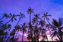 Palm trees at sunset, Pu'uhonua O Honaunau National Historic... by Danita Delimont